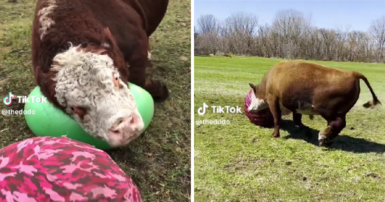 Video koji će vam uljepšati dan: Ovaj bik obožava se loptati, pogledajte to veselje
