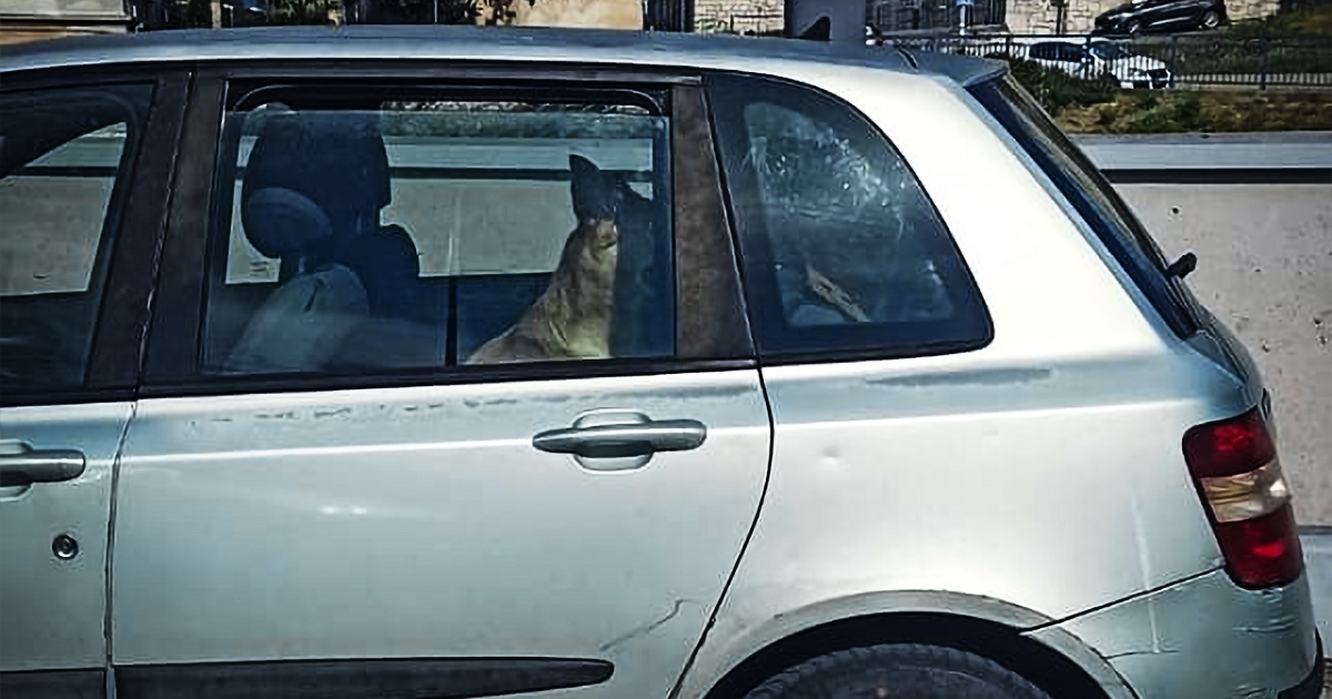 FOTO Psa ostavili u vrućem automobilu u Rijeci