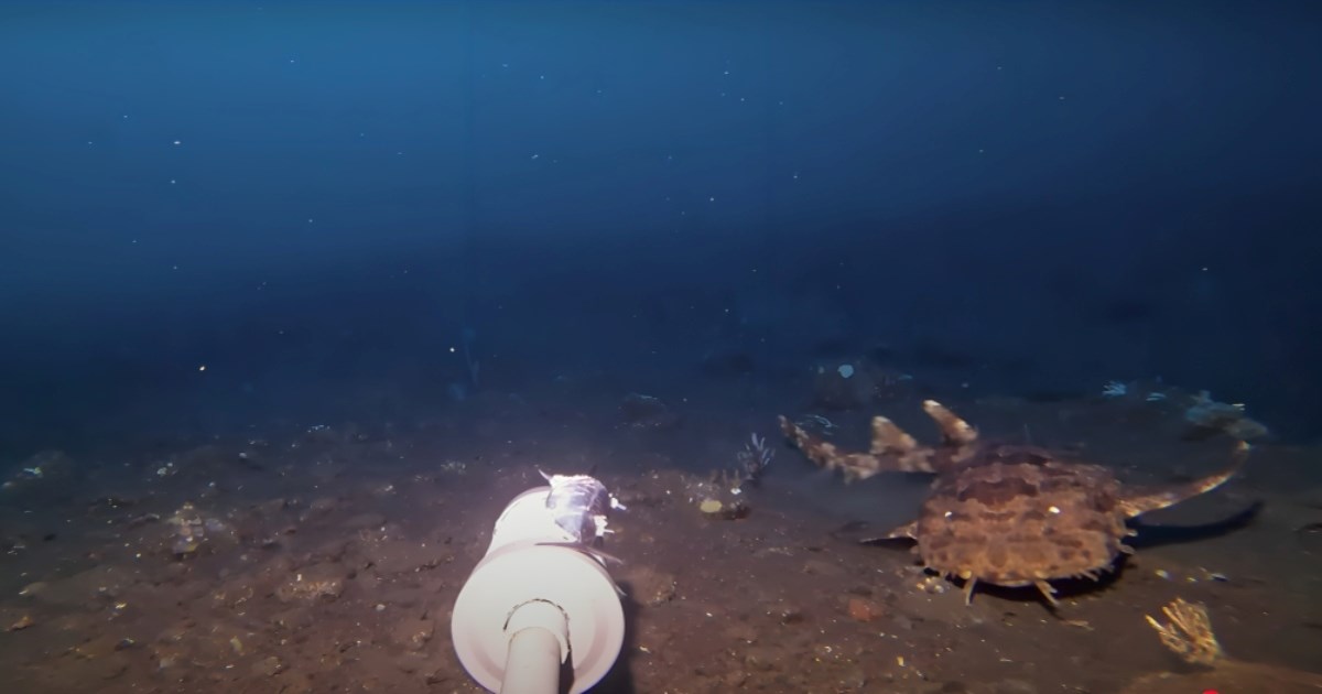 Spustio kameru na dno oceana i snimio predatora koji guta morske pse