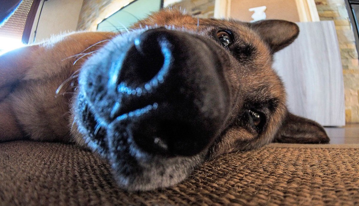 Nanjušila je da nešto nije u redu i svojim ponašanjem spasila vlasnicu