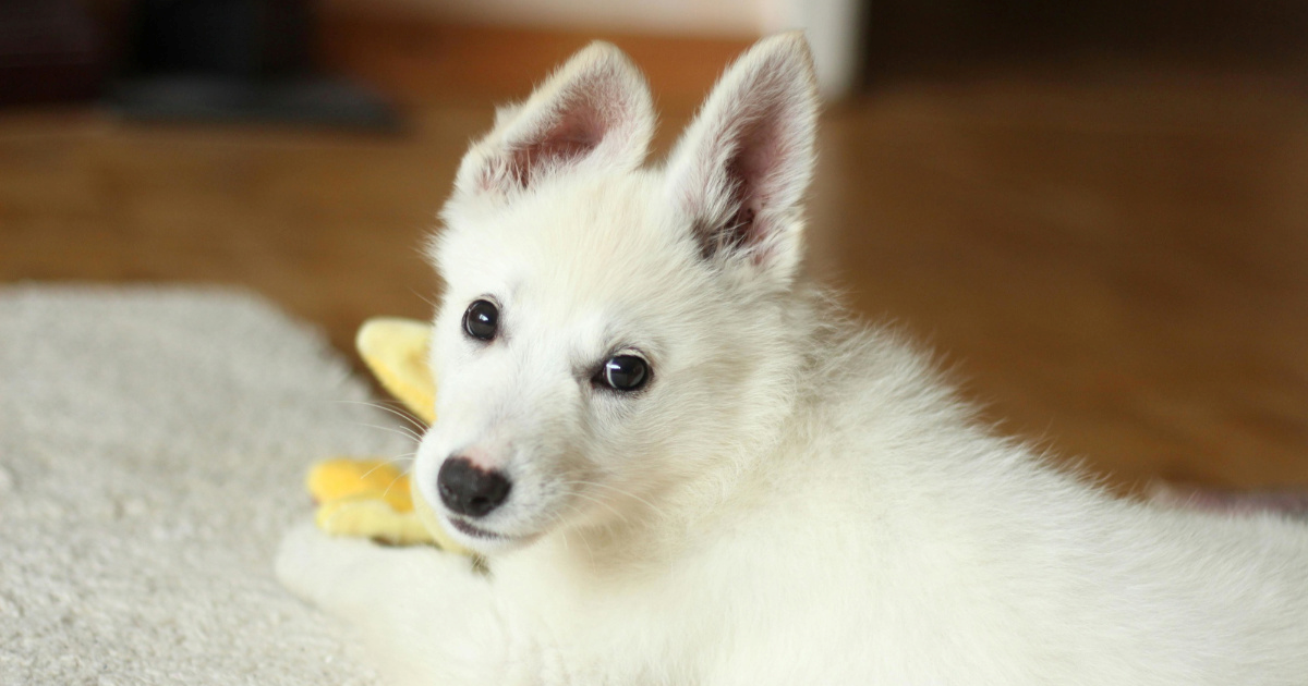 Kako pravilno socijalizirati štene i izbjeći probleme kasnije