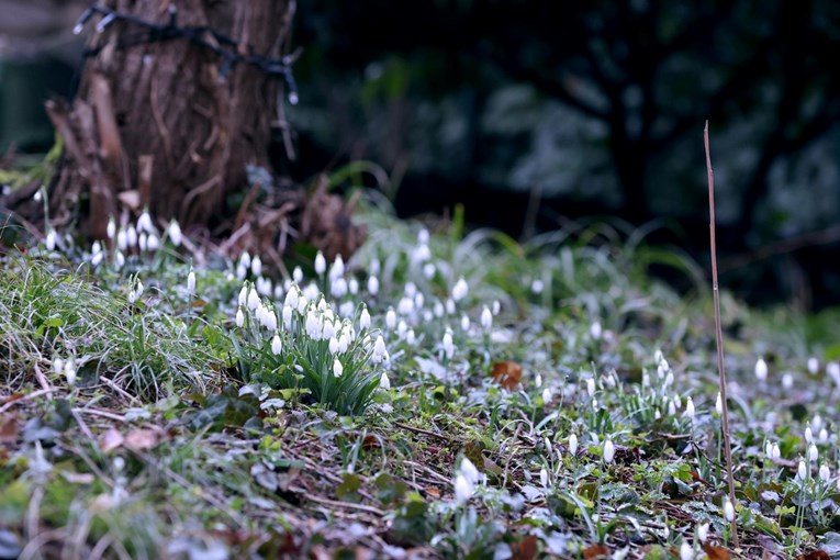FOTO U Zagrebu procvjetale visibabe