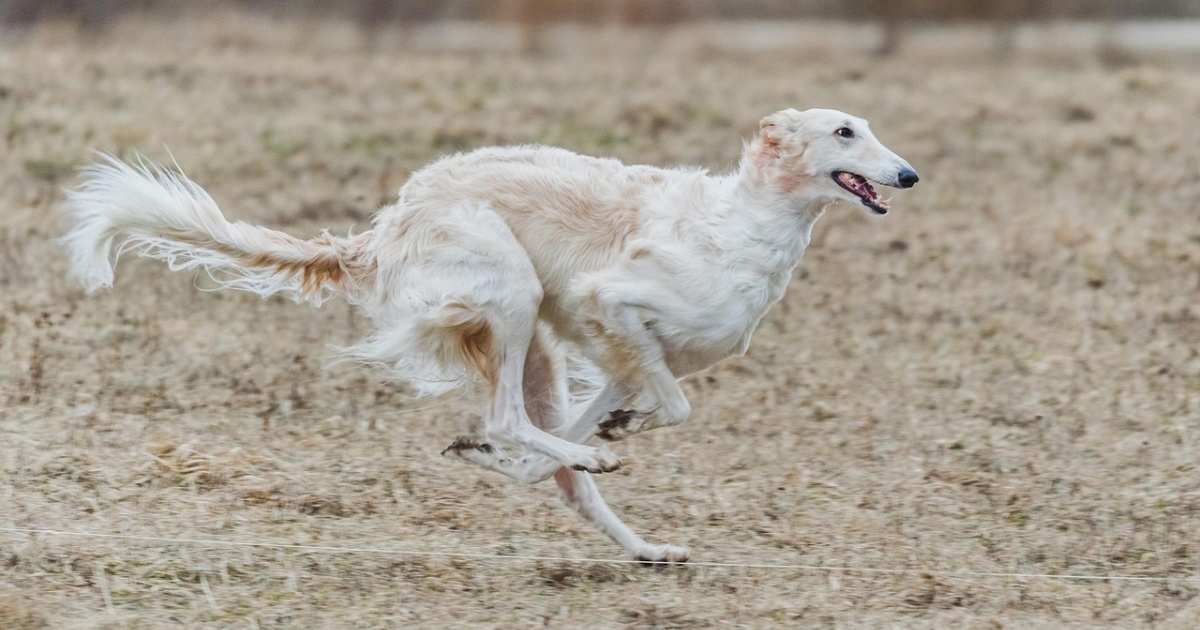 Snimka utrke pasa postala viralna: Pogledajte koja je pasmina daleko najbrža