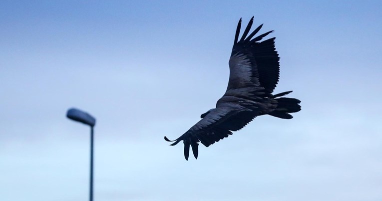 Ptice strvinari u svijetu pred izumiranjem, u Hrvatskoj ostao jedino bjeloglavi sup