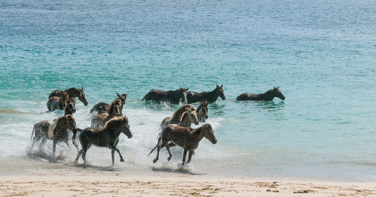 U ovom resortu u Indoneziji konji redovito dođu na plažu i može se plivati s njima