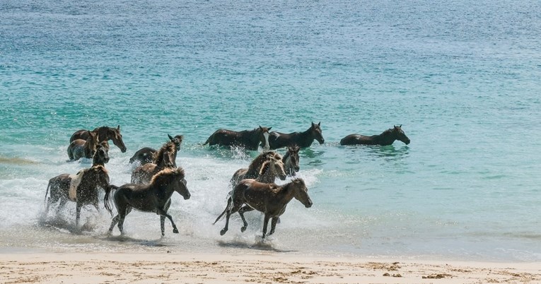 U ovom resortu u Indoneziji konji redovito dođu na plažu i može se plivati s njima