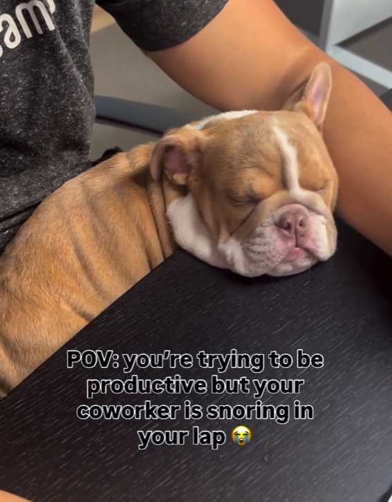 Buldogica koja spava vlasniku u krilu i hrče oduševila ljude na internetu 🥰