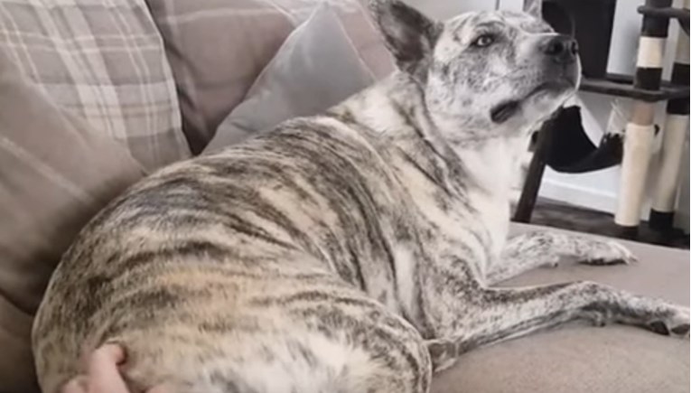 Ovaj pas reagira najslađe i najsmješnije kada ga vlasnik češka