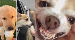 Probajte se ne nasmijati: Potezi ovih pasa zabavili su 14 milijuna ljudi
