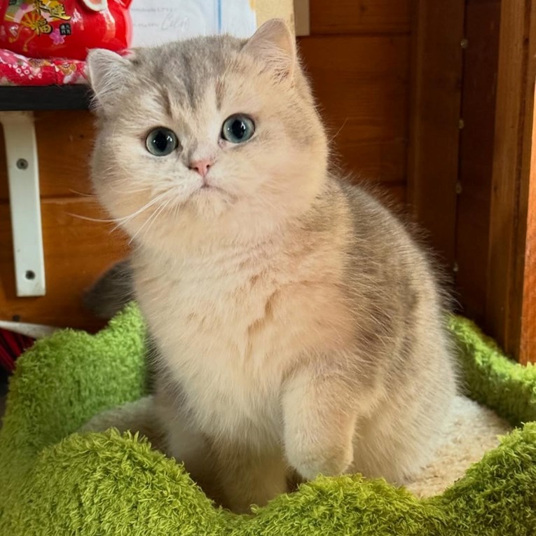 Upoznajte Moon River, najljepšu mačku Italije