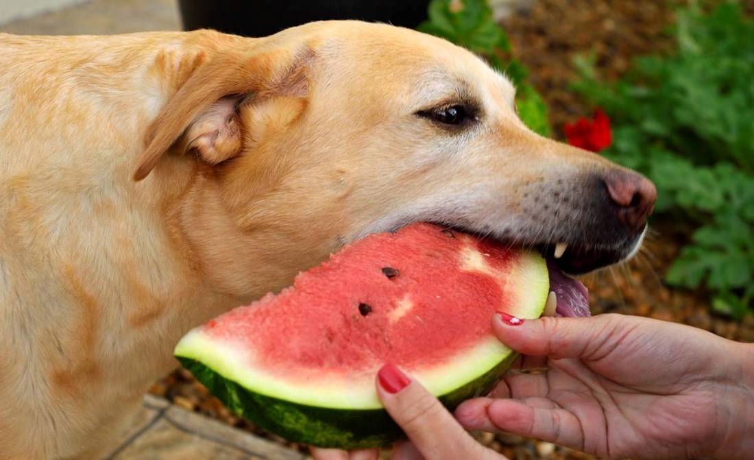 11 namirnica koje jedu ljudi, a sigurne su i za pse