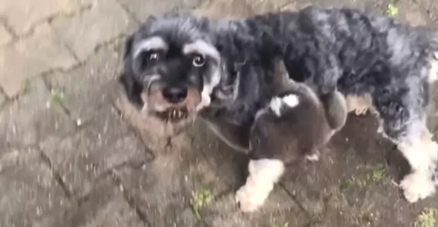 Svi su se zaljubili u bebu koalu koja je sigurnost pronašla na leđima psa