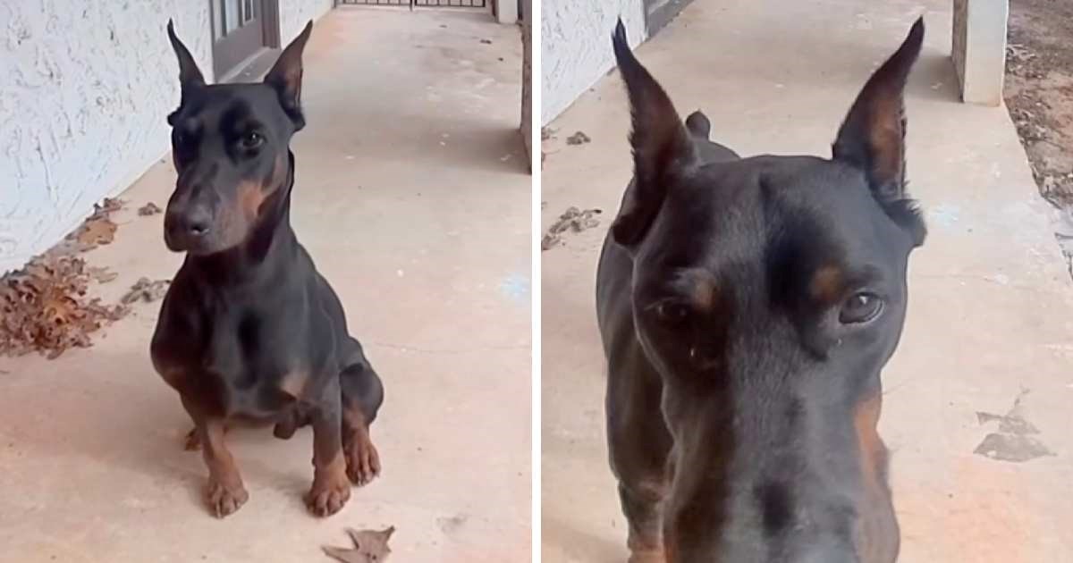 Doberman pobjegao iz dvorišta, a način na koji se vratio oduševio je internet