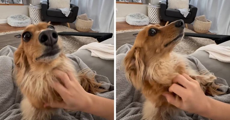 Preslatki jazavčar postao je hit zbog načina na koji dočekuje vlasnicu