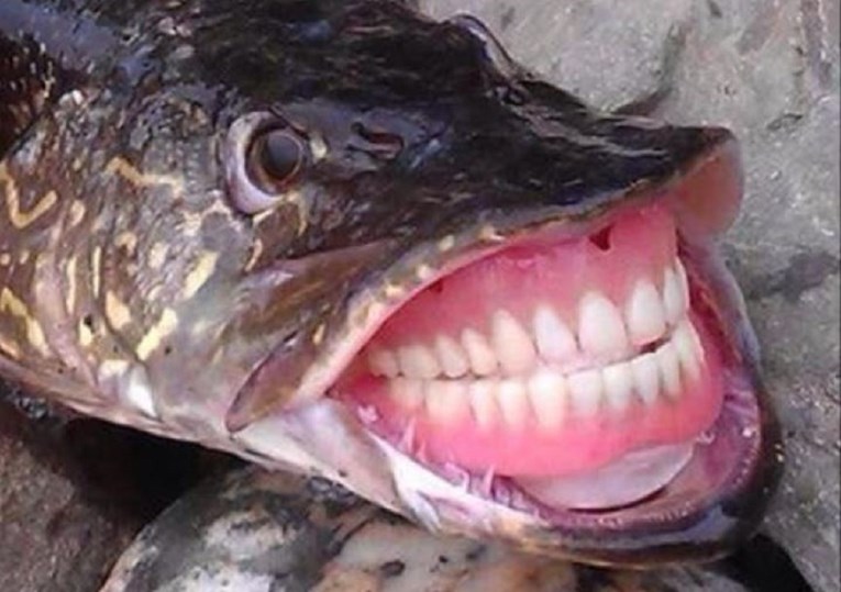 Fotka ribe s protezom je hit: "Na pecanju s djedom..."