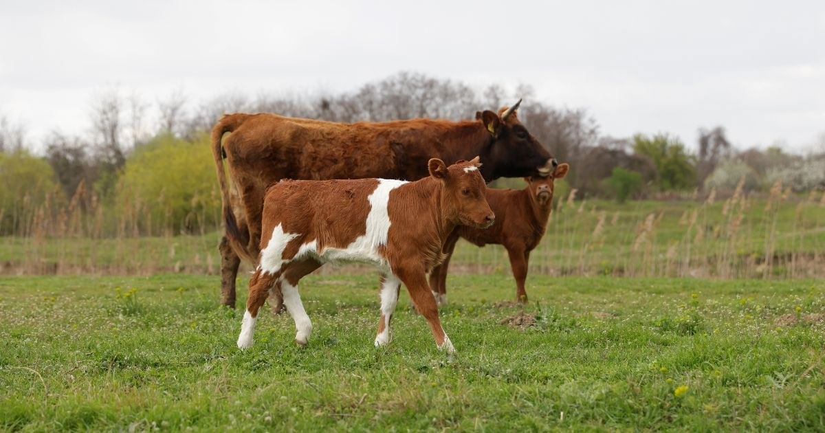 Farmer izgubio prsten dok je hranio krave. Četiri mjeseca kasnije zvali ga iz mesnice