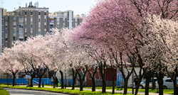 FOTO Stiže nam proljeće. Ovo su divni prizori rascvjetanih krošnji stabala u Zagrebu