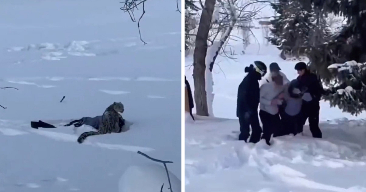 FOTO Snježni leopard napao turista u Kini