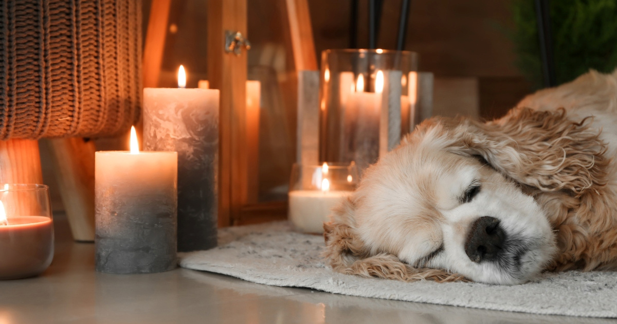 Jesu li mirisne svijeće toksične za pse? Veterinar otkriva 3 potencijalne opasnosti
