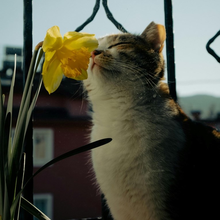 Znakovi trovanja biljkama kod mačaka, evo koje biljke su najopasnije