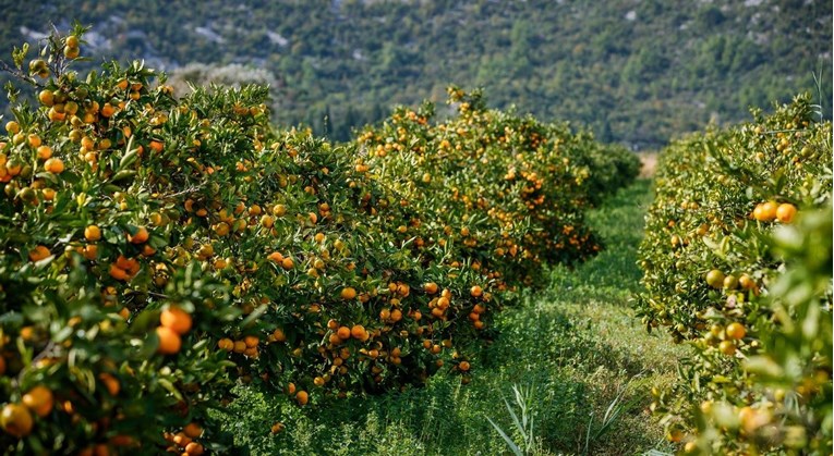 Beru se mandarine. "Srpsko i slovensko tržište daju prednost neretvanskoj mandarini"