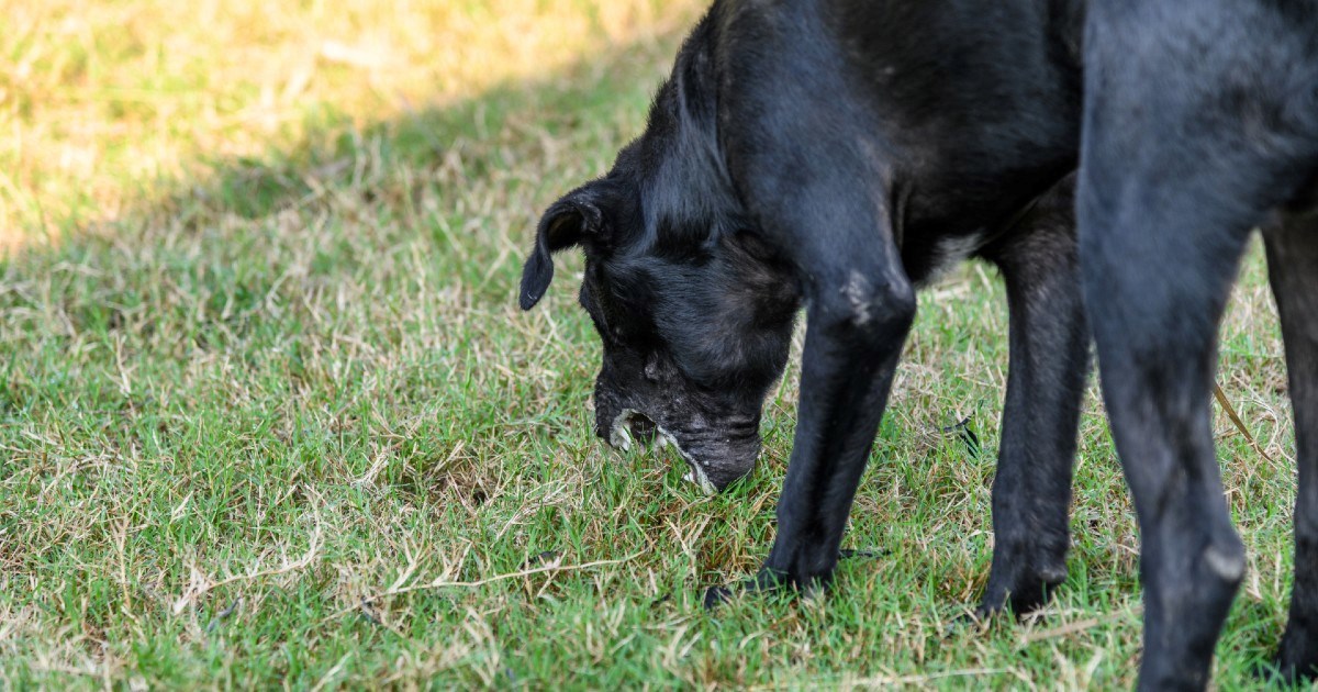 Pas vam povraća žućkastu tekućinu? Evo što to zapravo znači i kada potražiti pomoć