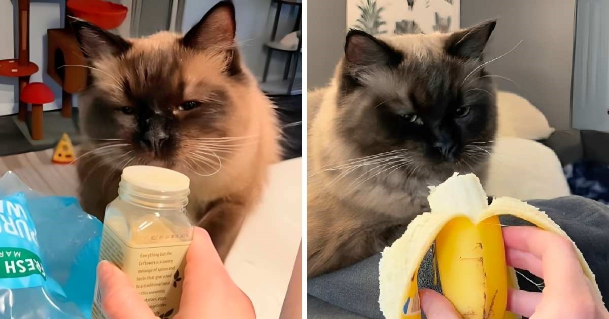Mačak isprobavao različite mirise, njegove reakcije nasmijale su internet