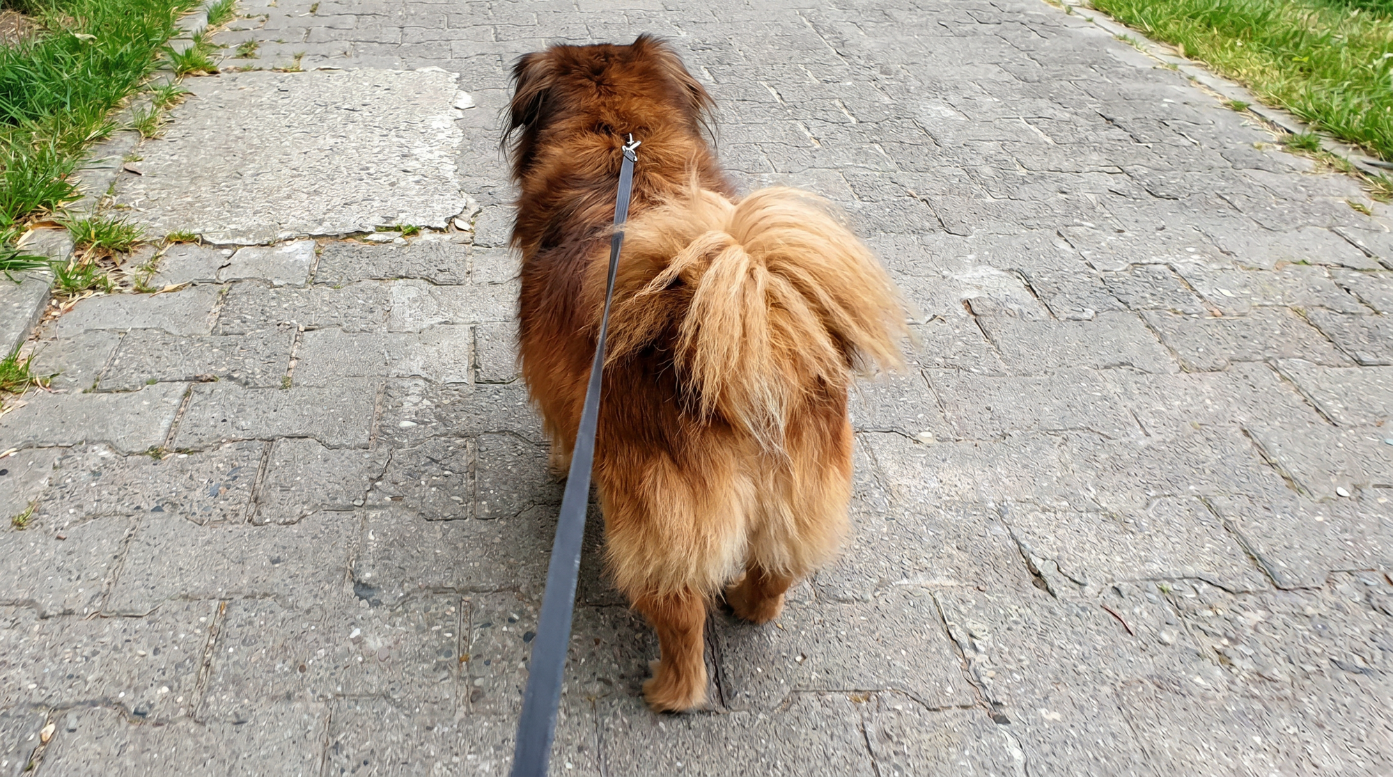 Otkriveno kako se snalazi psić koji je izgubio obitelj u tragediji u Velikoj Gorici