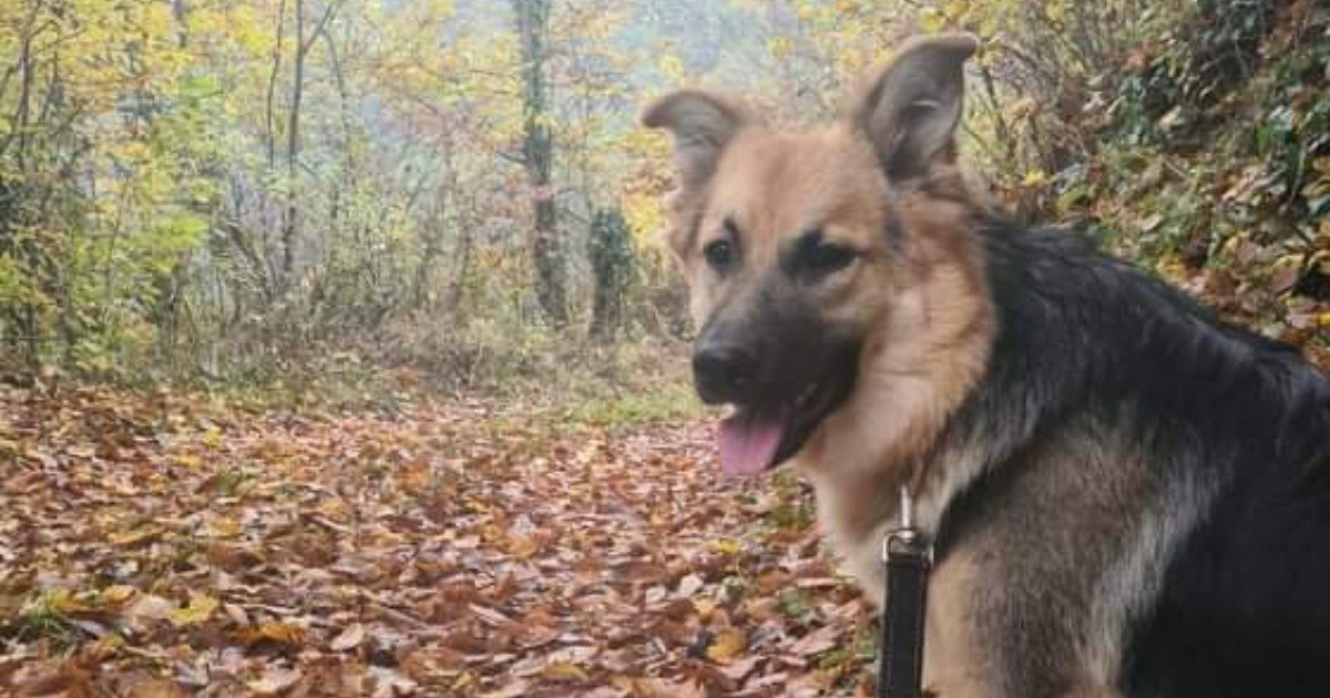 "I dalje bez upita...": Kujica Lilly traži ljude koji će joj pružiti topli dom