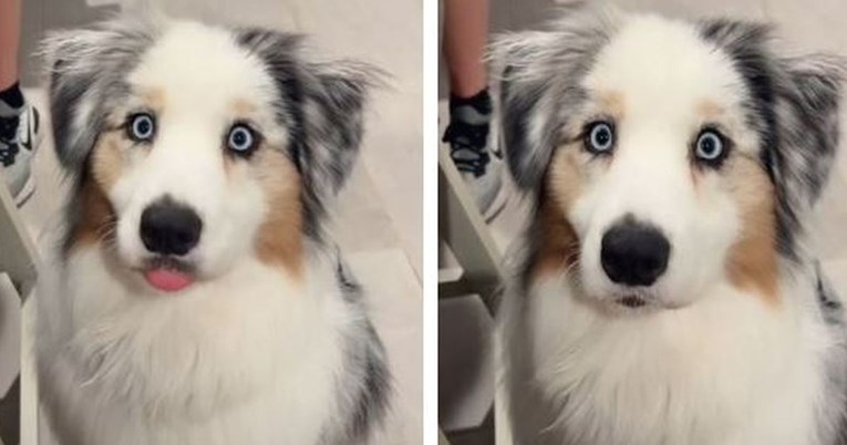 Vlasnica pokazala kako njen pas izgleda svaki put kad je vidi da nešto jede