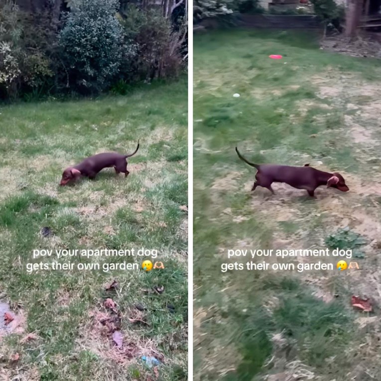 Psić koji je živio u stanu konačno je dobio svoje dvorište. Prizor je presladak