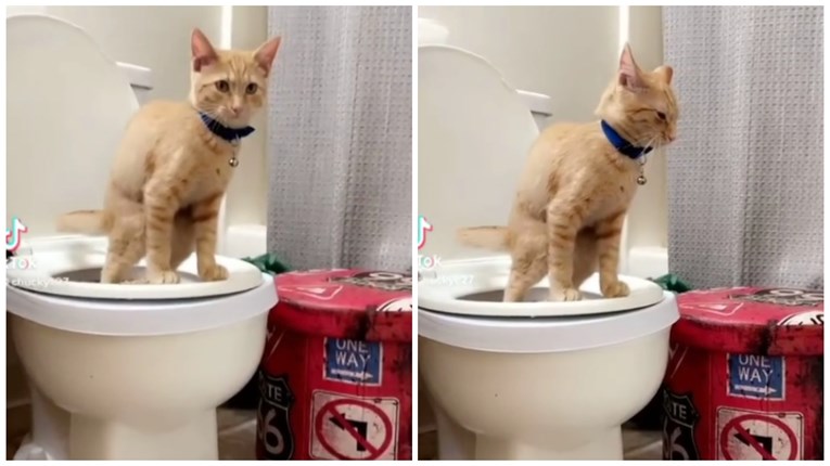 Vlasnica otkrila kako je naučila mačka koristiti WC školjku, ljudi oduševljeni