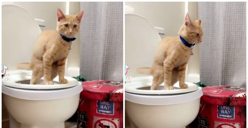 Vlasnica otkrila kako je naučila mačka koristiti WC školjku, ljudi oduševljeni