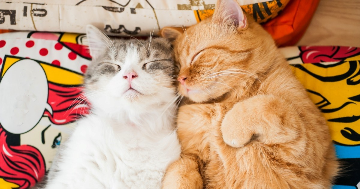Dovodite novu mačku doma? Evo nekoliko savjeta kako to što više olakšati staroj