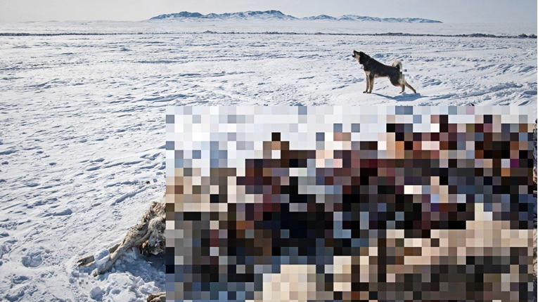 Mongoliju pogodila najhladnija zima u zadnjih 50 godina, uginuli milijuni životinja