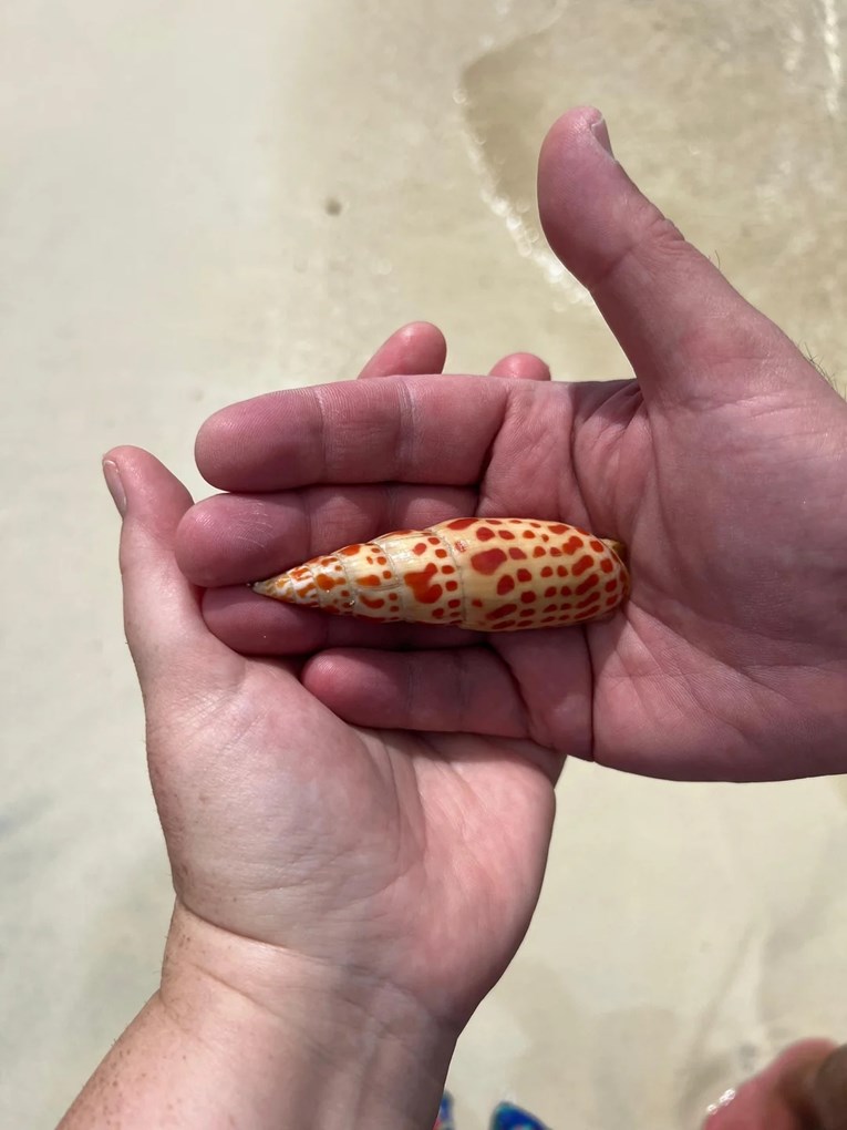 Pronašla školjku na plaži pa pitala AI o kojoj se radi, odgovor ju je zgrozio