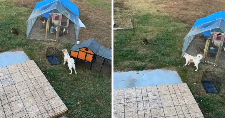 Muškarac nabavio psa čuvara, njegov prvi dan na poslu nije prošao po planu