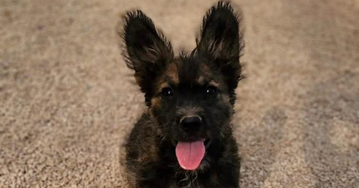 U zadarski azil stigao je Flip, štene s najvećim ušima