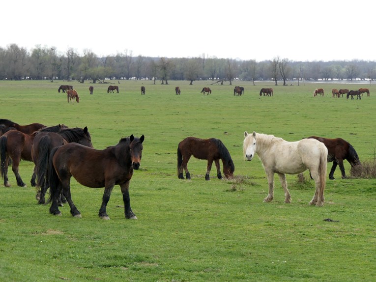 Počela tradicijska ispaša u Lonjskom polju