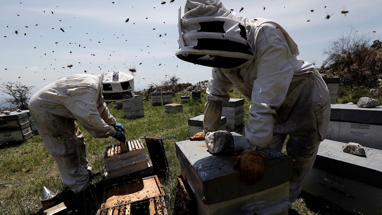 Francuski pčelari očekuju lošu godinu, proizvodnja za dvije trećine manja nego 2020.