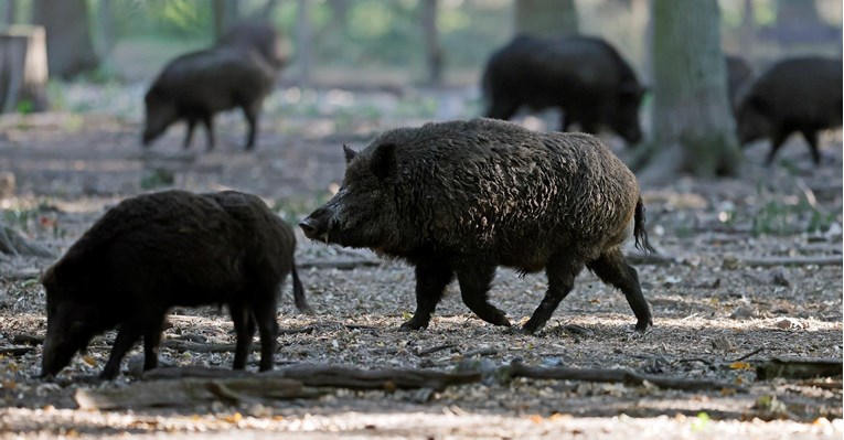 U Španjolskoj otkriven prvi slučaj afričke svinjske kuge od 1994.