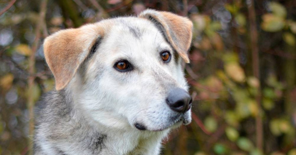 Piro je vraćen u sklonište zbog selidbe vlasnika, dobroćudan je i voli društvo