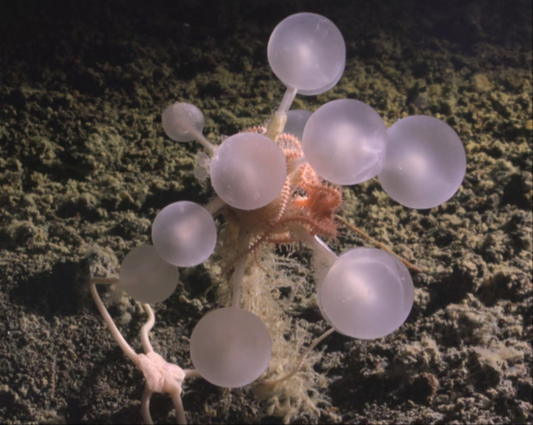 Kod Antarktika pronađeno 30 novih vrsta, među njima tzv. "smrtonosna kugla"