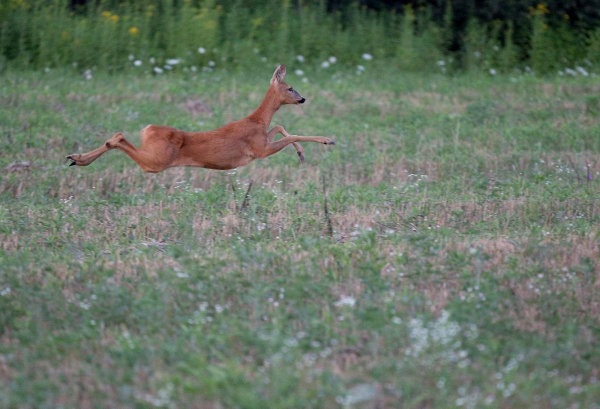 Udruga Biom traži povlačenje izmjena Zakona o lovstvu