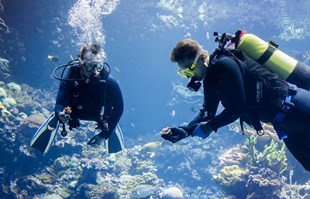 Nizozemski zoo radi na koraljnoj "Noinoj arki" da bi očuvao ugrožene grebene