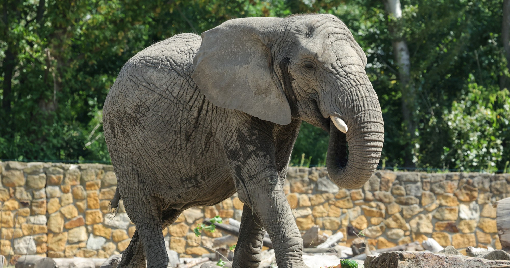 Slon provalio u restoran na Tajlandu