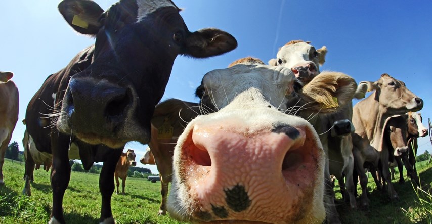 Tinder za krave nalazi partnere životinjama