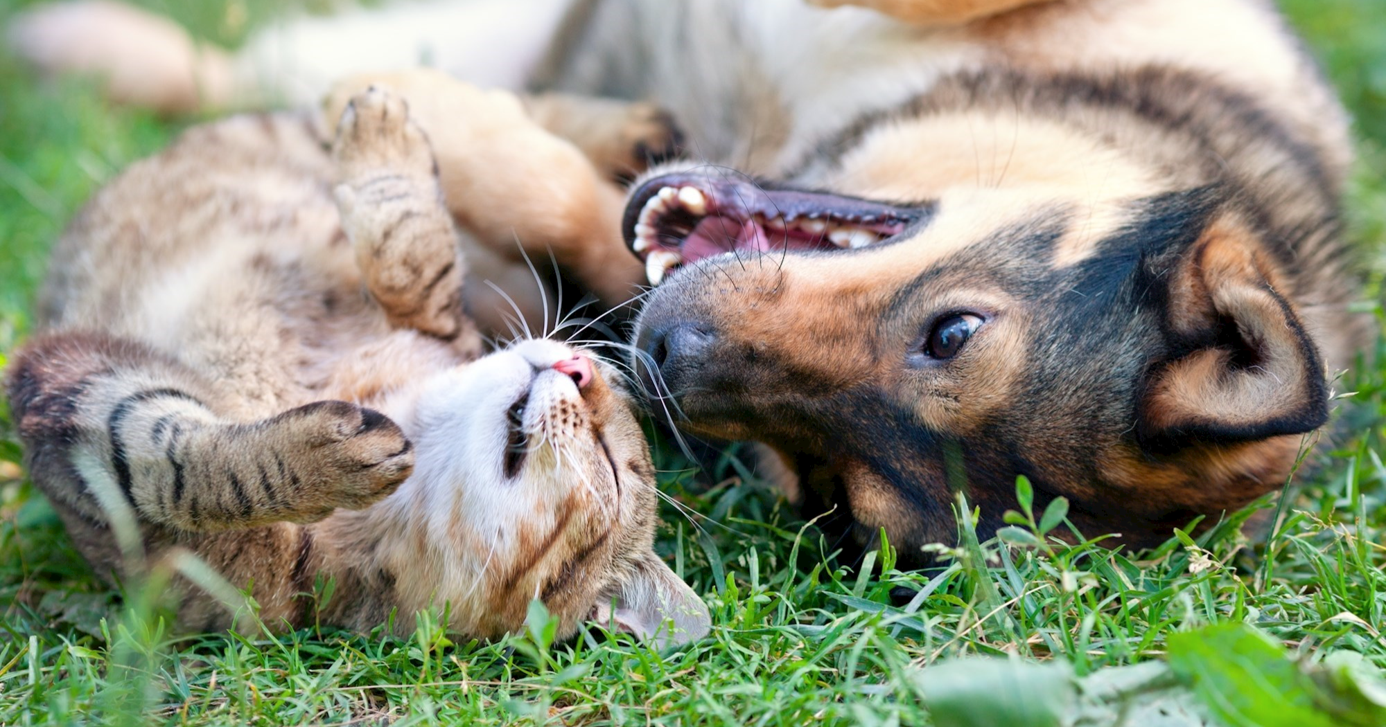 Najčešće pogreške koje ljudi rade kad je riječ o kućnim ljubimcima