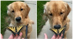 Svom psu pokazala leptira, zbog onoga što je napravio, snimka je hit na internetu