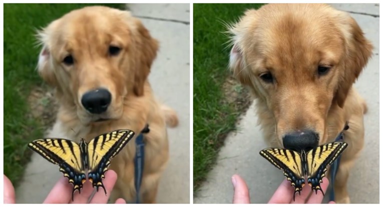 Svom psu pokazala leptira, zbog onoga što je napravio, snimka je hit na internetu